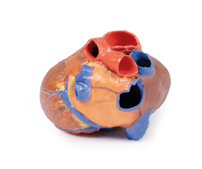 Heart Replica - 3D Printed Cadaver