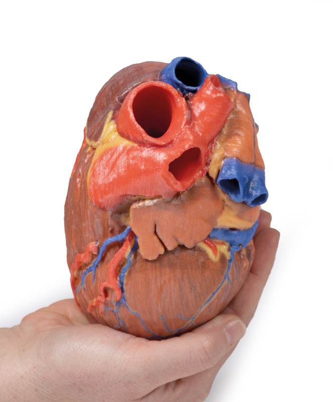 Heart Replica - 3D Printed Cadaver
