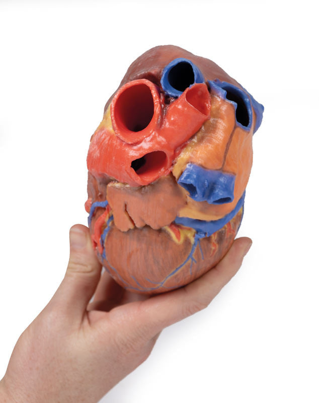 Heart Replica - 3D Printed Cadaver