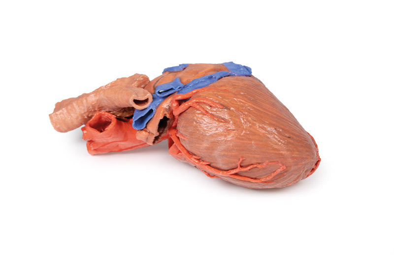 Heart and the distal trachea, carina and primary bronchi - 3D Printed Cadaver