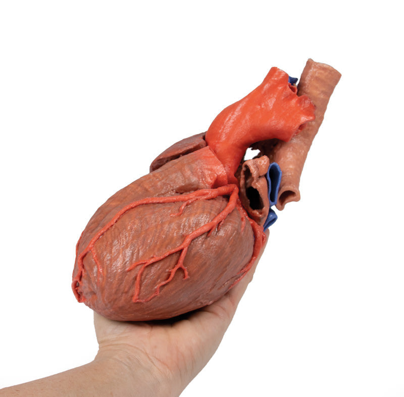 Heart and the distal trachea, carina and primary bronchi - 3D Printed Cadaver