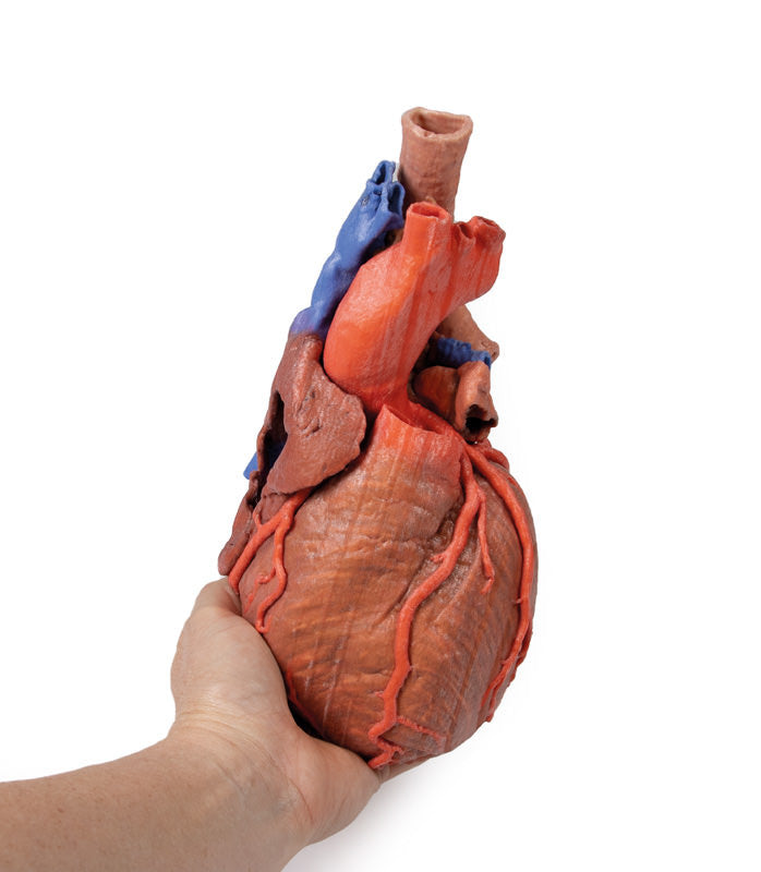 Heart and the distal trachea, carina and primary bronchi - 3D Printed Cadaver