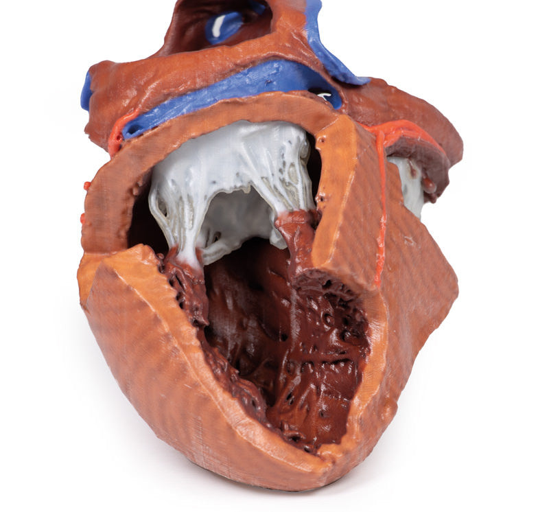 Heart internal structures - 3D Printed Cadaver