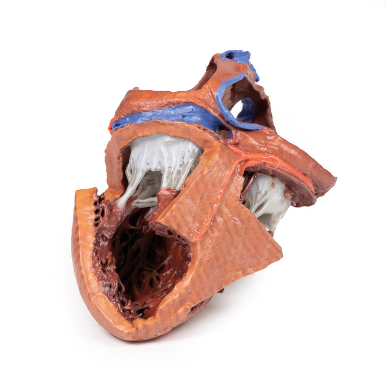 Heart internal structures - 3D Printed Cadaver