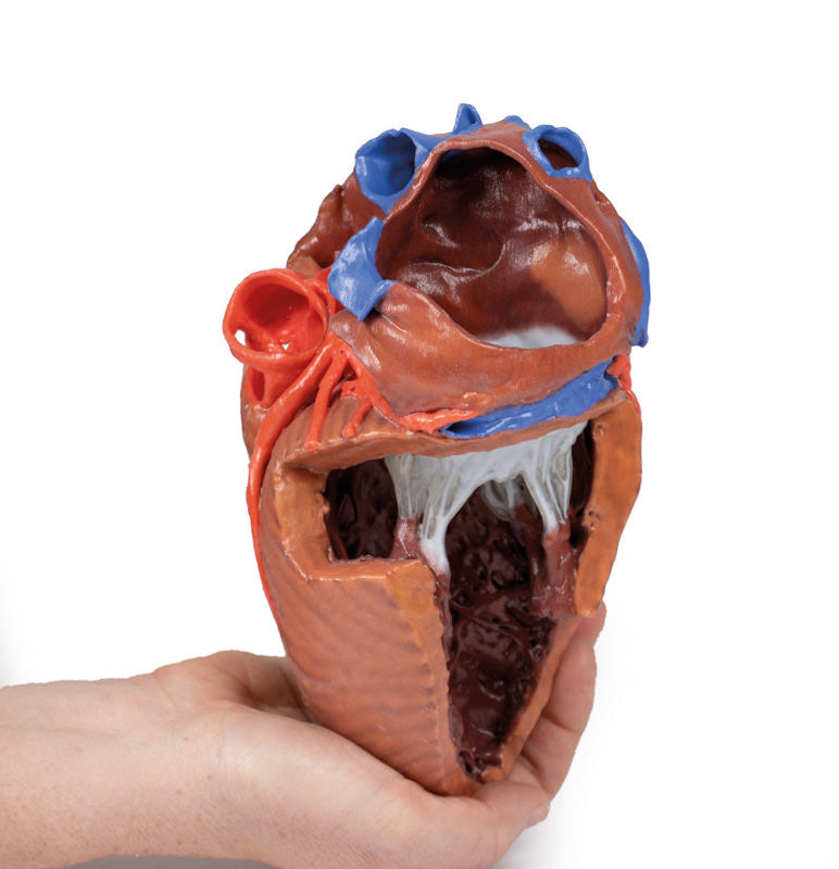 Heart internal structures - 3D Printed Cadaver