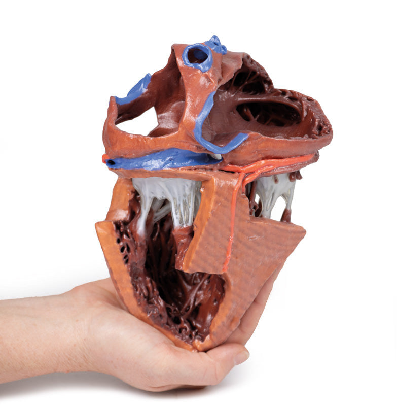 Heart internal structures - 3D Printed Cadaver