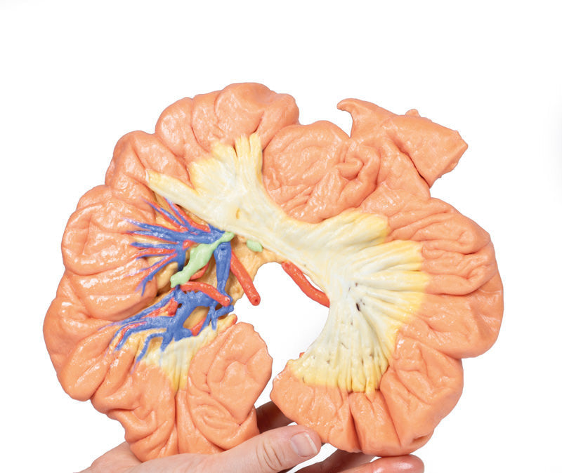 Bowel - Portion of Ileum - 3D Printed Cadaver