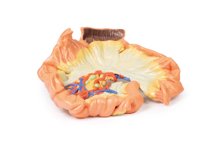 Bowel - Portion of Jejenum - 3D Printed Cadaver