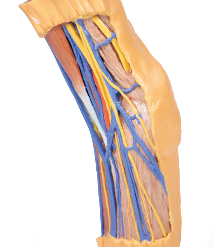 Cubital Fossa - 3D Printed Cadaver