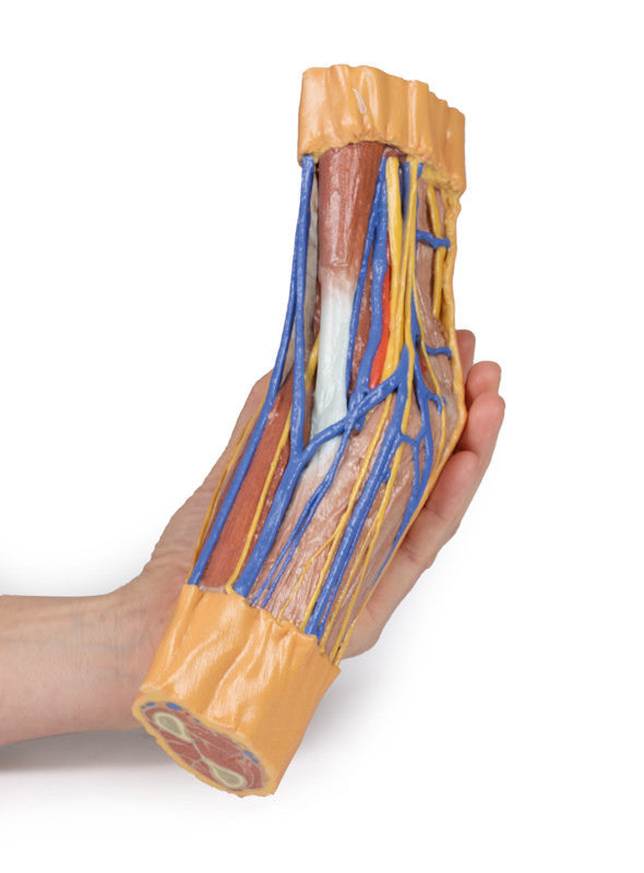 Cubital Fossa - 3D Printed Cadaver