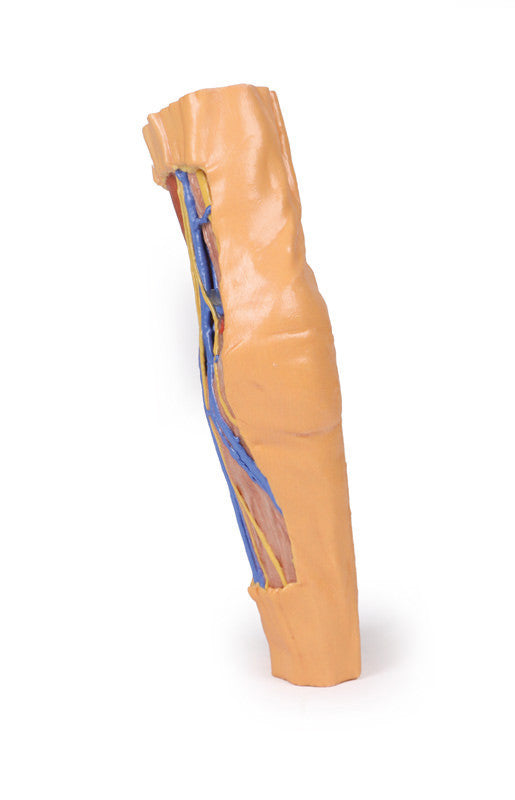 Cubital Fossa - 3D Printed Cadaver