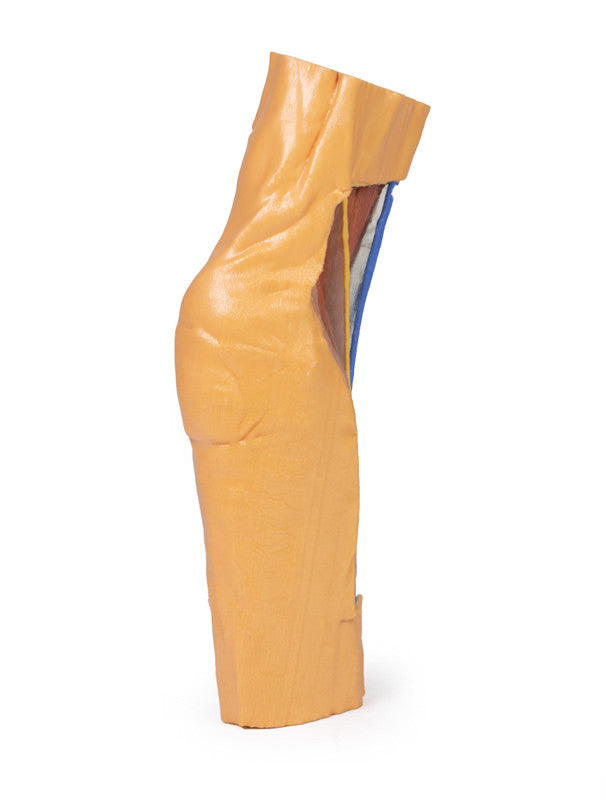 Cubital Fossa - 3D Printed Cadaver