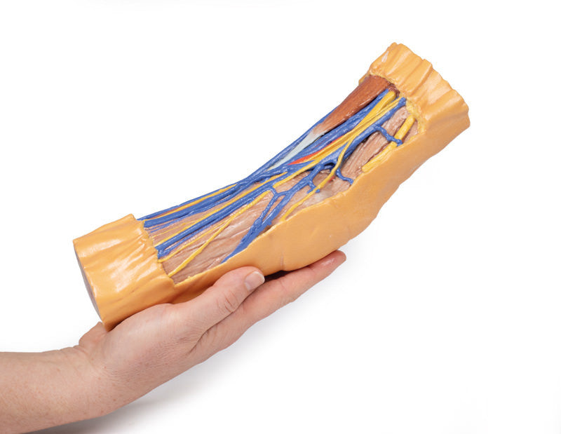 Cubital Fossa - 3D Printed Cadaver