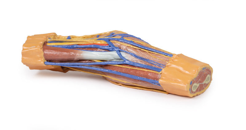 Cubital Fossa - 3D Printed Cadaver