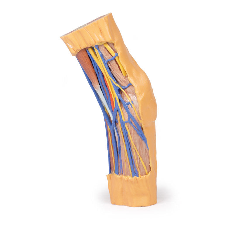 Cubital Fossa - 3D Printed Cadaver