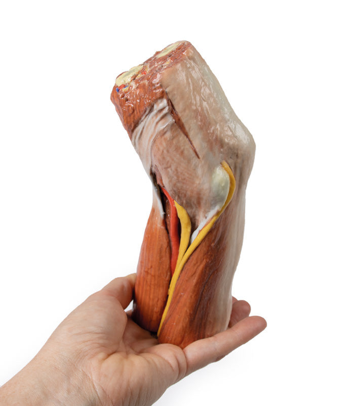 Cubital fossa - muscles, large nerves and the brachial artery - 3D Printed Cadaver