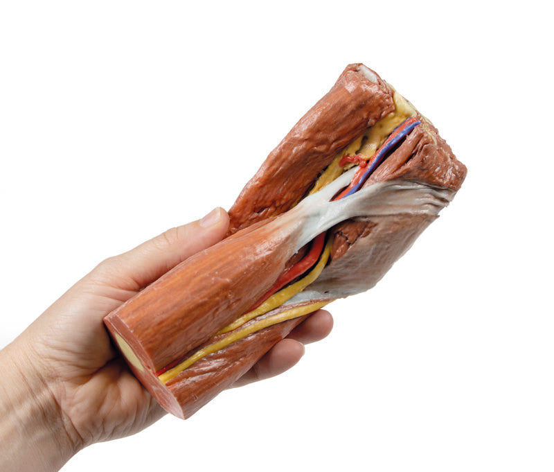 Cubital fossa - muscles, large nerves and the brachial artery - 3D Printed Cadaver
