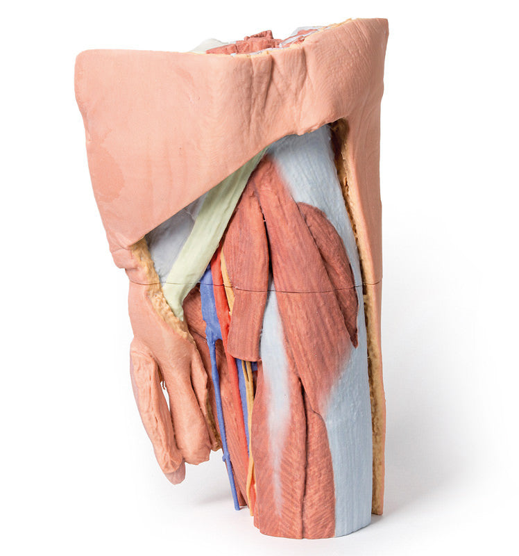 Male left pelvis and proximal thigh - 3D Printed Cadaver