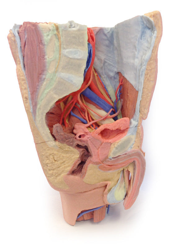 Male left pelvis and proximal thigh - 3D Printed Cadaver
