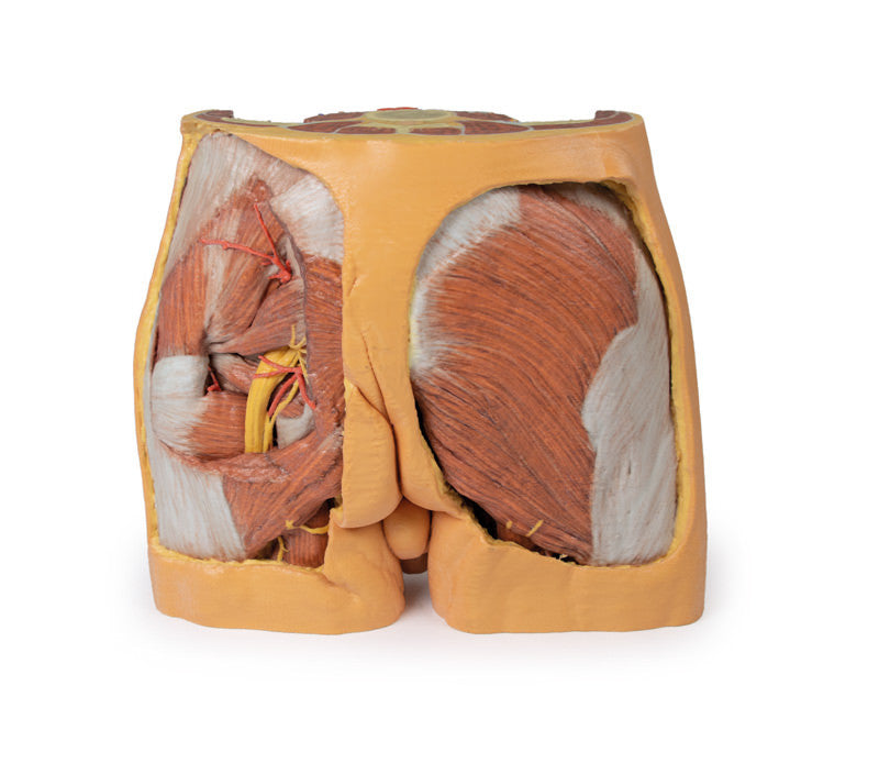 Male Pelvis Replica - 3D Printed Cadaver