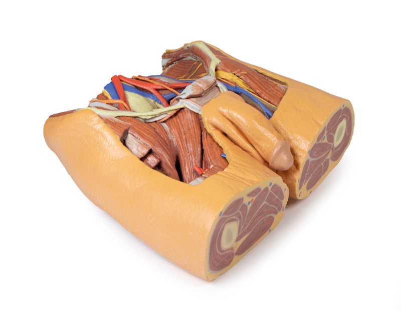 Male Pelvis Replica - 3D Printed Cadaver