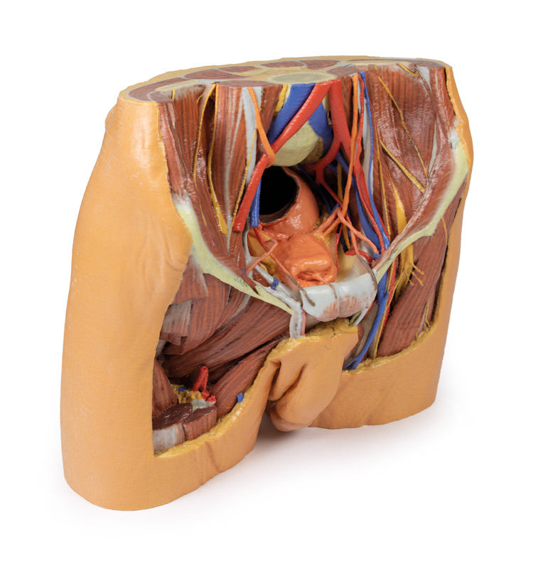 Male Pelvis Replica - 3D Printed Cadaver