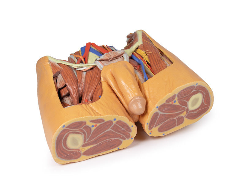 Male Pelvis Replica - 3D Printed Cadaver