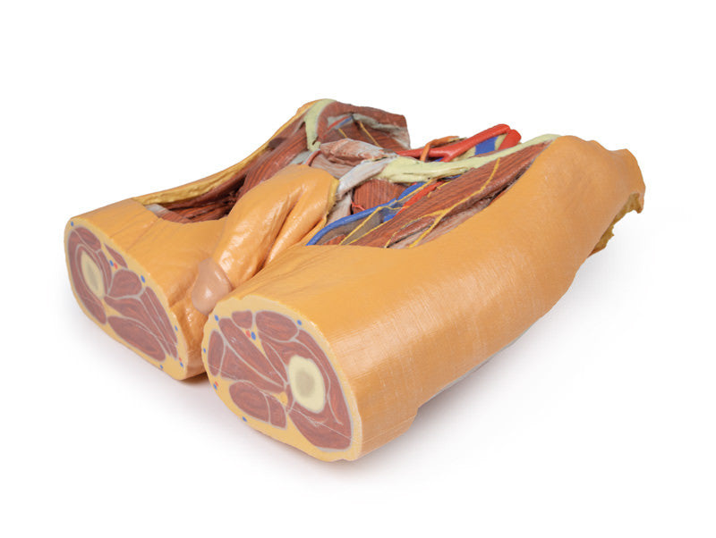 Male Pelvis Replica - 3D Printed Cadaver