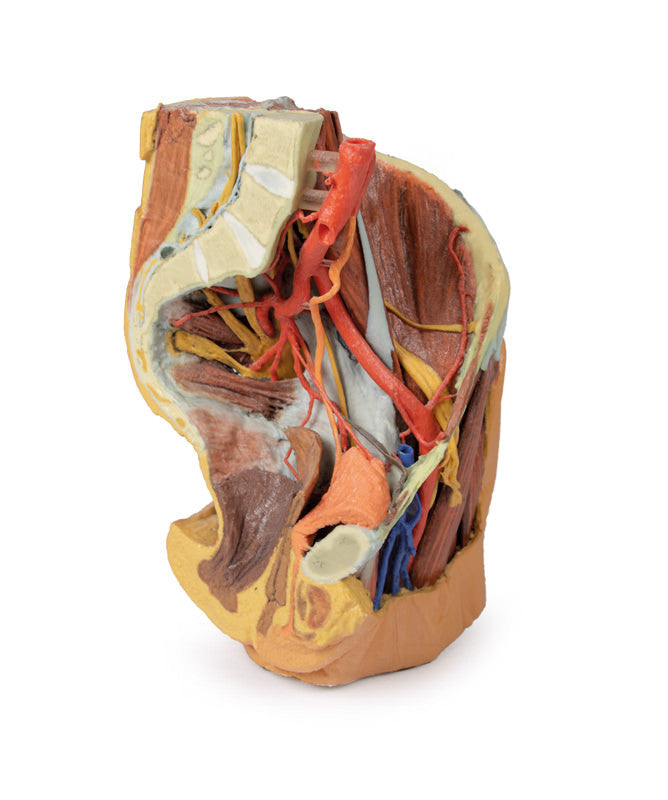 Female left pelvis and proximal thigh - 3D Printed Cadaver