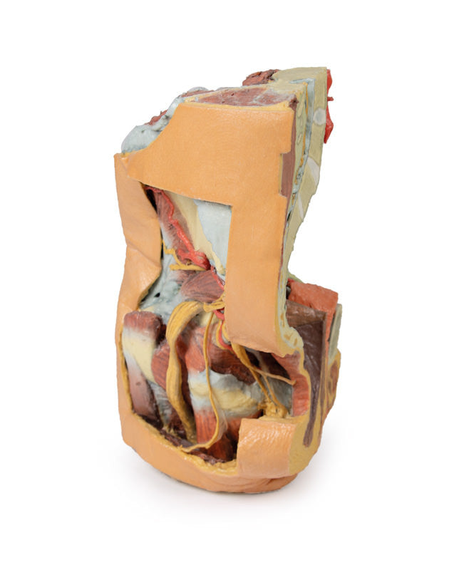 Female left pelvis and proximal thigh - 3D Printed Cadaver