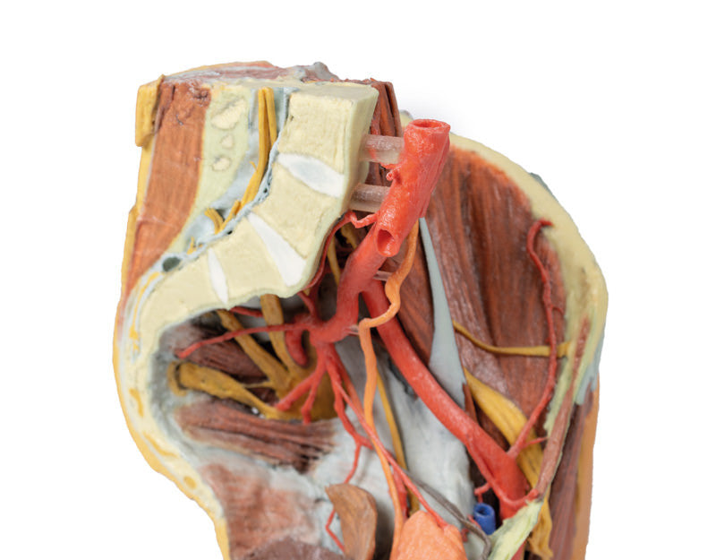 Female left pelvis and proximal thigh - 3D Printed Cadaver