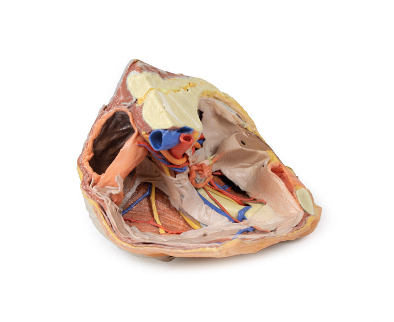 Female right pelvis superficial and deep structures - 3D Printed Cadaver