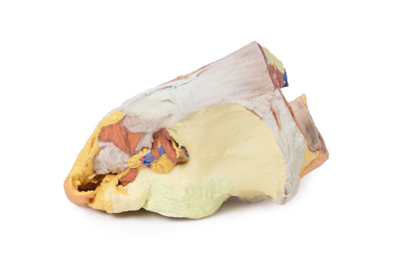 Female right pelvis superficial and deep structures - 3D Printed Cadaver