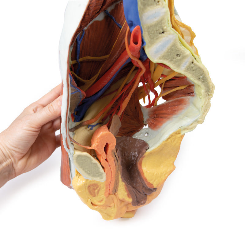 Female right pelvis - 3D Printed Cadaver