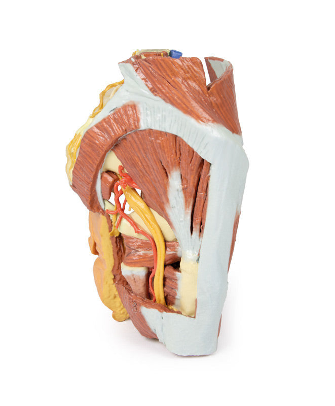 Female right pelvis - 3D Printed Cadaver