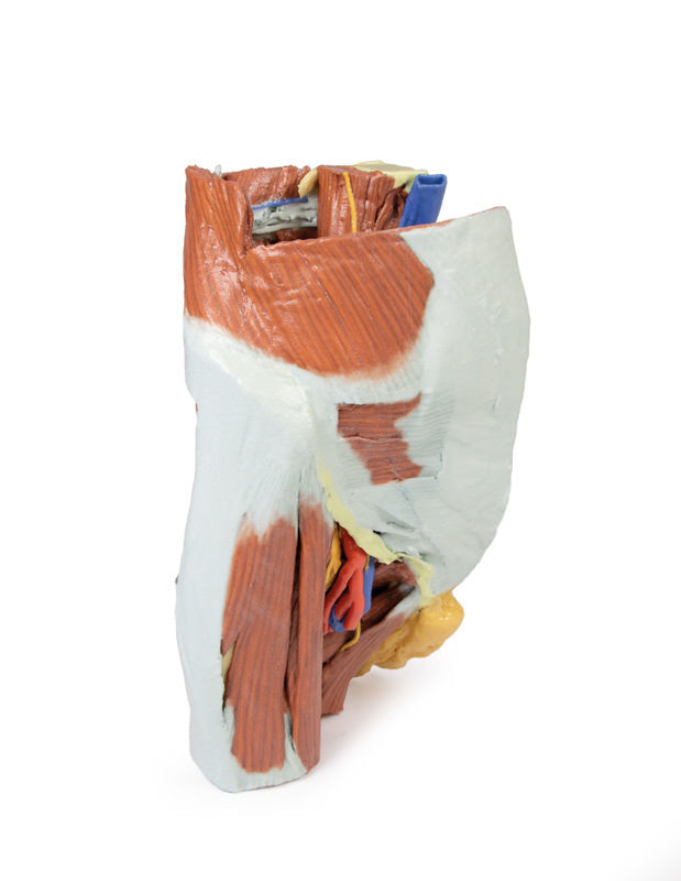 Female right pelvis - 3D Printed Cadaver