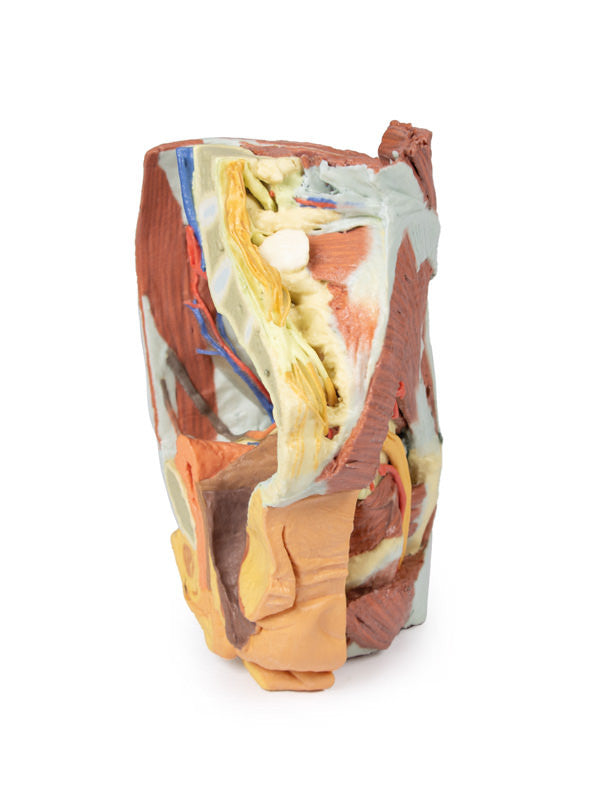 Female right pelvis - 3D Printed Cadaver