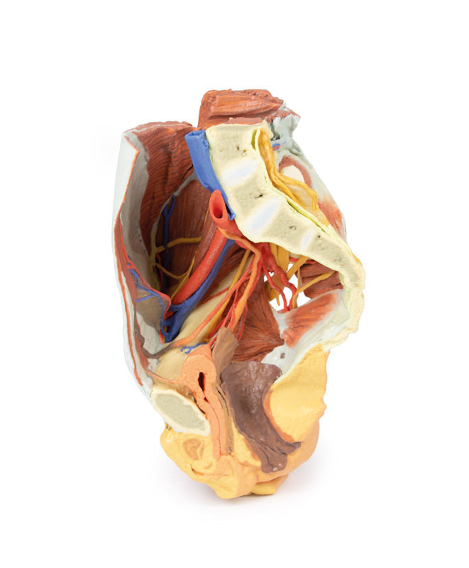 Female right pelvis - 3D Printed Cadaver