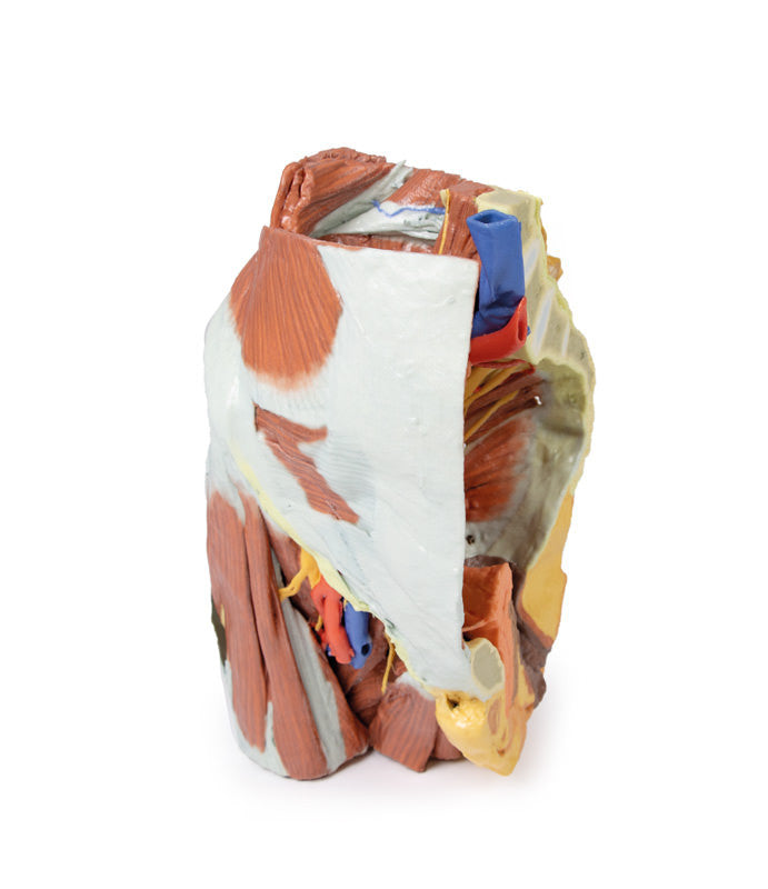 Female right pelvis - 3D Printed Cadaver