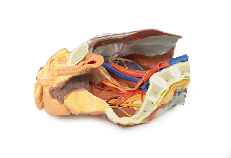 Female right pelvis - 3D Printed Cadaver
