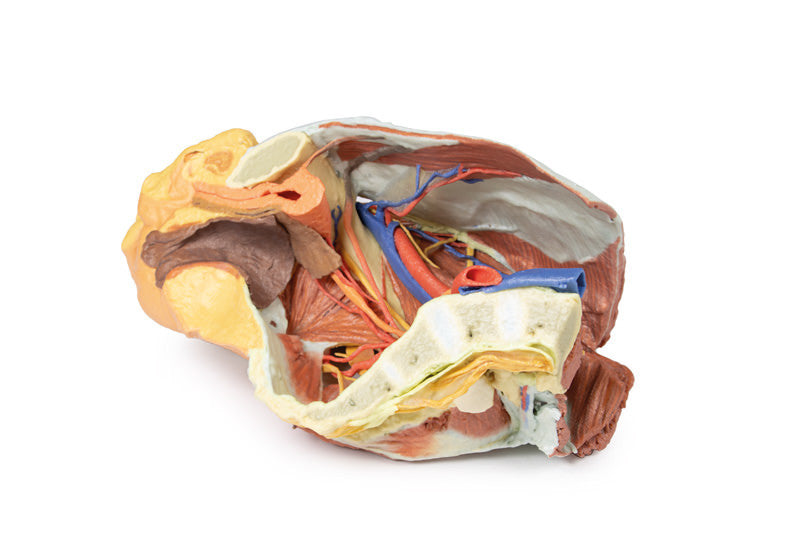 Female right pelvis - 3D Printed Cadaver