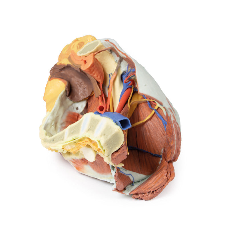 Female right pelvis - 3D Printed Cadaver