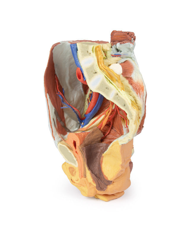 Female right pelvis - 3D Printed Cadaver