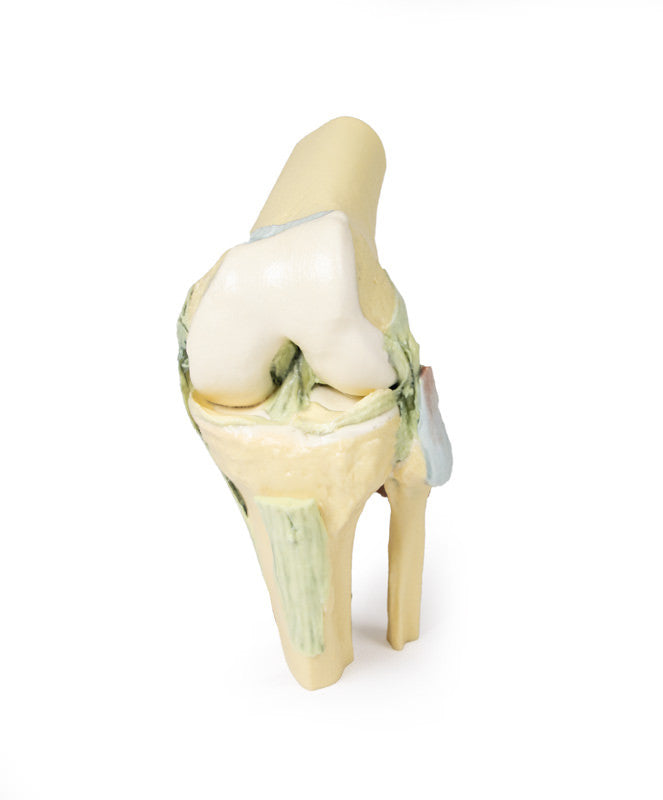 Knee Joint - 3D Printed Cadaver