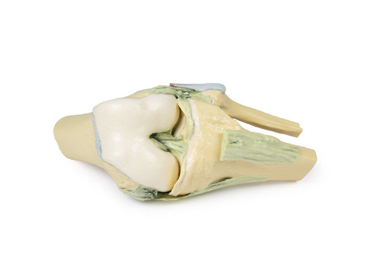 Knee Joint - 3D Printed Cadaver