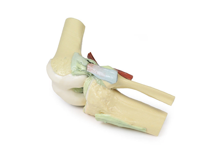 Knee Joint - 3D Printed Cadaver