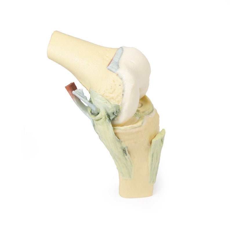 Knee Joint - 3D Printed Cadaver
