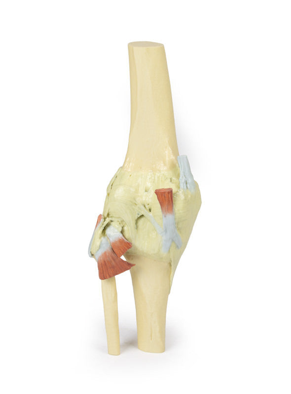 Knee Joint extended - 3D Printed Cadaver