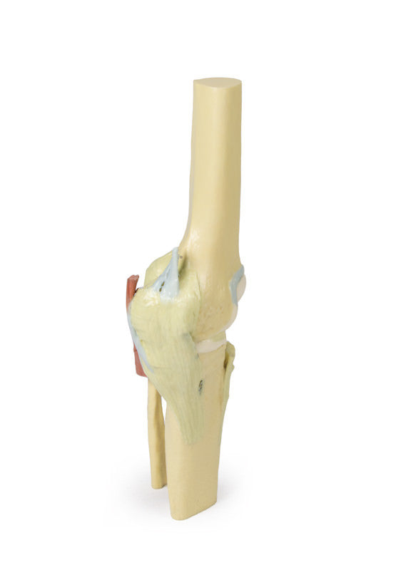 Knee Joint extended - 3D Printed Cadaver