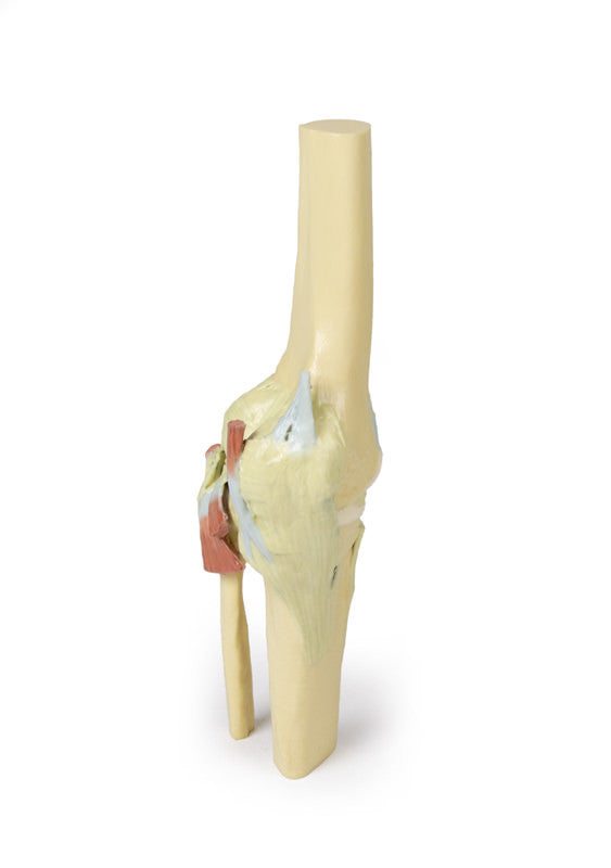Knee Joint extended - 3D Printed Cadaver